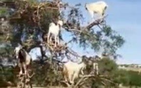 Are These Goats Or Monkeys?!