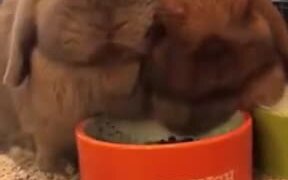 Bugs Bunny Chewing On Food