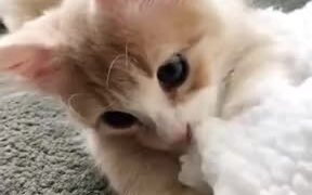 Brighten Up Your Day A Little, With This Kitten - Animals - VIDEOTIME.COM