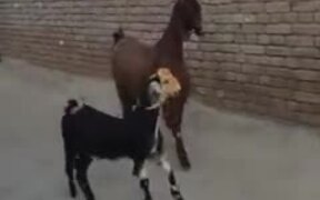 These Goats Can Knock Up A Dance Floor