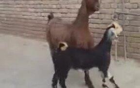 These Goats Can Knock Up A Dance Floor - Animals - VIDEOTIME.COM