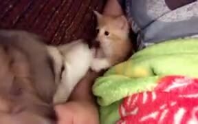 Kitten Is Tired Of Dog Investigating It - Animals - VIDEOTIME.COM