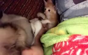 Kitten Is Tired Of Dog Investigating It