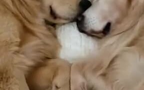 Two Four-Legged Sweethearts Sleeping - Animals - VIDEOTIME.COM