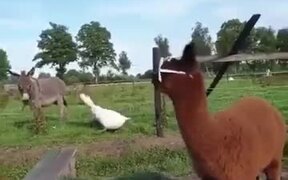 Alpaca Is Too Cool For The Town Life
