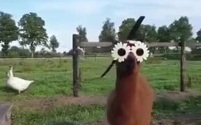 Alpaca Is Too Cool For The Town Life - Animals - VIDEOTIME.COM