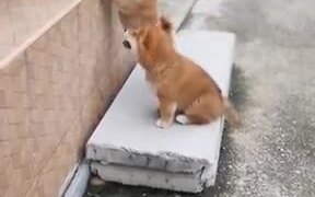 Tiny Puppies Meet Each Other And Kiss