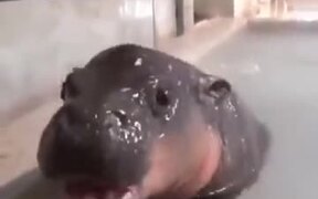 Baby Hippo, But With Weird Noise? - Animals - VIDEOTIME.COM