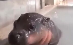 Baby Hippo, But With Weird Noise?