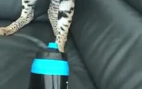 That Cat Doesn't Like The Bottle - Animals - VIDEOTIME.COM
