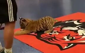 Tigers Are Just Huge Cats - Animals - VIDEOTIME.COM