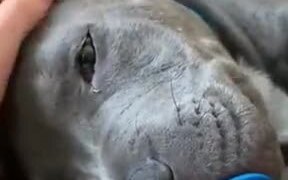 Adorable Little Puppy's Nap Time - Animals - VIDEOTIME.COM