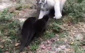 Baby Otters Vs Baby Tiger - Animals - VIDEOTIME.COM