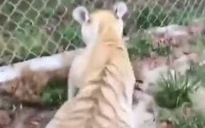 Baby Otters Vs Baby Tiger - Animals - VIDEOTIME.COM