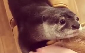 This Otter Is OTTERly Cute - Animals - VIDEOTIME.COM