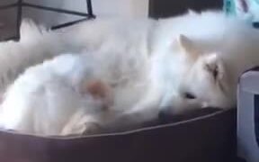 So Much Fluff In One Frame - Animals - VIDEOTIME.COM