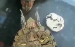 Funny Turtles - Animals - VIDEOTIME.COM