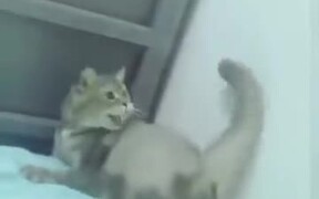 No, This Tail Is Out To Attack Me! - Animals - VIDEOTIME.COM