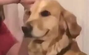 A Very Happy Dog - Animals - VIDEOTIME.COM