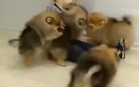 Baby Fluffballs Playing With A Baby