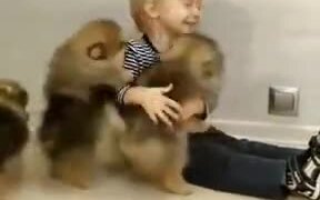Baby Fluffballs Playing With A Baby - Animals - VIDEOTIME.COM