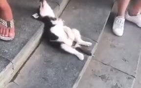 Baby Husky Grabbing A Quick Nap - Animals - VIDEOTIME.COM