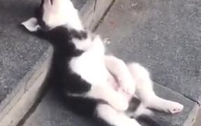 Baby Husky Grabbing A Quick Nap - Animals - VIDEOTIME.COM