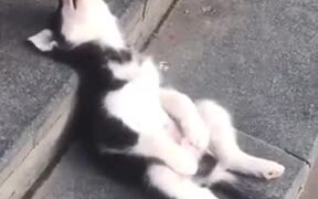 Baby Husky Grabbing A Quick Nap