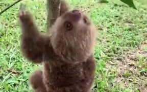 Who Knew Sloths Are So Adorable