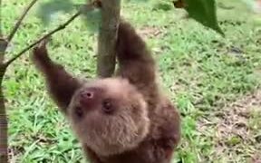 Who Knew Sloths Are So Adorable - Animals - VIDEOTIME.COM