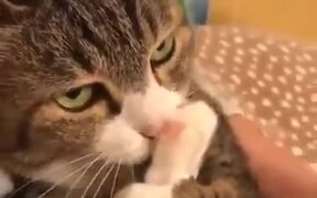 When Someone Steps On Your Foot - Animals - VIDEOTIME.COM