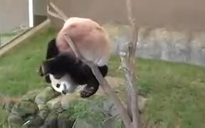 Pandas Are The Clumsiest Animal Earth - Animals - VIDEOTIME.COM