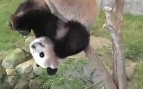 Pandas Are The Clumsiest Animal Earth