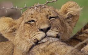 Sleepy Lion Cub