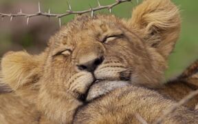 Sleepy Lion Cub