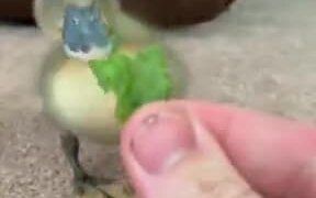 These Ducklings Love Their Veggies - Animals - VIDEOTIME.COM