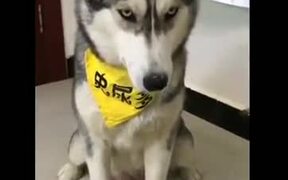 That Look Of Utter Disappointment - Animals - VIDEOTIME.COM