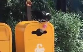 Birds Are Smarter Than Humans