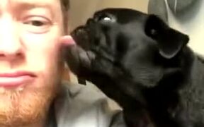 When You Lick Your Dog Back - Animals - VIDEOTIME.COM