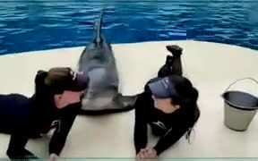 Dolphin Gets More Attention Than You - Animals - VIDEOTIME.COM