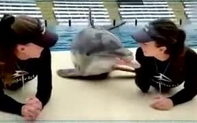 Dolphin Gets More Attention Than You