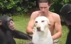 That's Some Premium Chimp Dog Wash - Animals - VIDEOTIME.COM