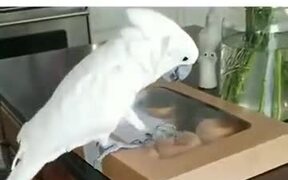 Doughnuts & Parrot - Animals - VIDEOTIME.COM