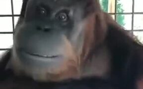 Orangutans Can Pick Up Human Habits Easily