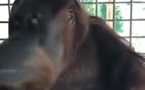 Orangutans Can Pick Up Human Habits Easily - Animals - VIDEOTIME.COM