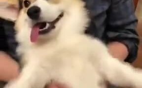 That Is Probably The Cutest Corgi Face Ever - Animals - VIDEOTIME.COM