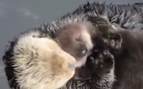 Otters Are As Affectionate As Humans
