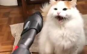 Cat: "I Don't Like This Vacuum Cleaner At All." - Animals - VIDEOTIME.COM