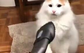 Cat: "I Don't Like This Vacuum Cleaner At All." - Animals - VIDEOTIME.COM