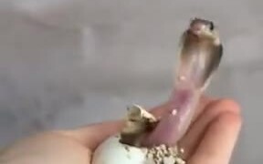Baby King Cobra Hatching, Cute But Deadly - Animals - VIDEOTIME.COM